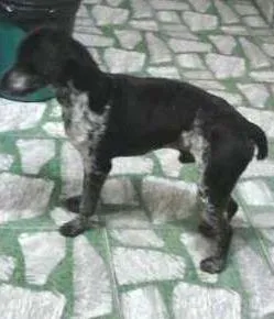 Cachorro ra a SRD idade 1 ano nome Duke