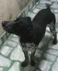 Duke