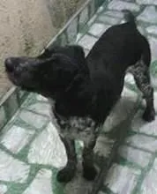 Cachorro ra a SRD idade 1 ano nome Duke
