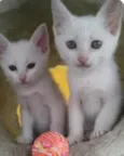 Lindos Filhotes