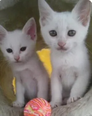 Gato raça SRD idade 2 a 6 meses nome Lindos Filhotes