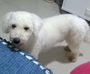 Cachorro raça srd idade 2 anos nome Sagu