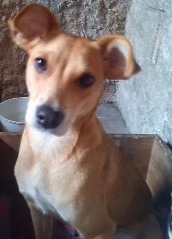 Cachorro ra a SRD idade 7 a 11 meses nome Pitica