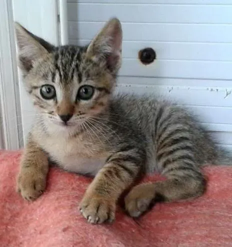 Gato ra a Tigradinho SRD idade Abaixo de 2 meses nome Tigor