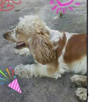 Cachorro raça Cocker idade 2 anos nome Meg e Dudu