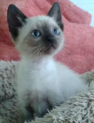 Gato ra a Siamês idade Abaixo de 2 meses nome Amora