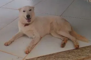 Cachorro raça Pastor Branco idade 1 ano nome Kika GRATIFICA