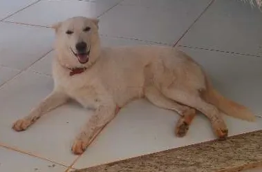 Cachorro ra a Pastor Branco idade 1 ano nome Kika GRATIFICA