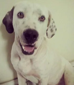 Cachorro raça Pit-Bull idade 2 anos nome Tutui