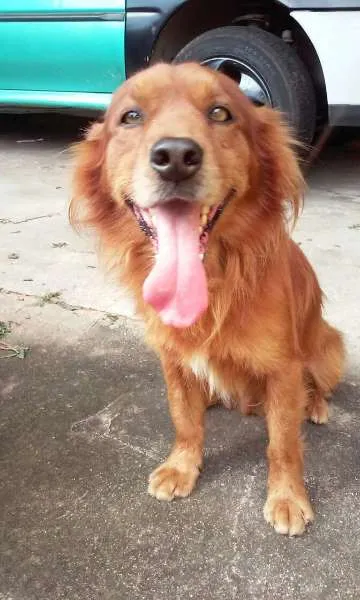 Cachorro ra a Mistura de golden idade 6 ou mais anos nome BIG