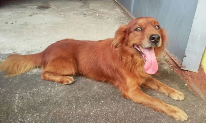 Cachorro ra a Mistura de golden idade 6 ou mais anos nome BIG