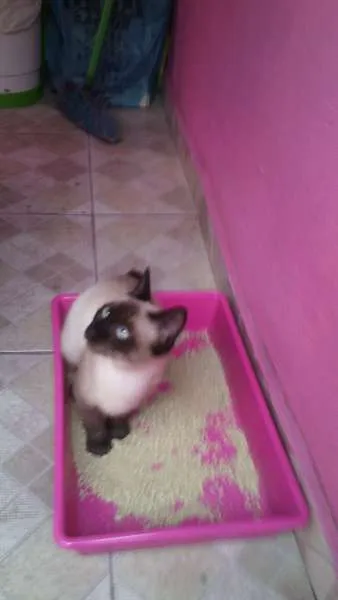 Gato ra a sieme idade 2 a 6 meses nome pupa