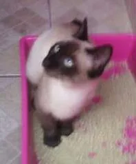 Gato ra a sieme idade 2 a 6 meses nome pupa