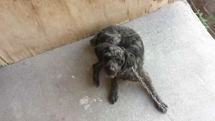 Cachorro raça podool idade 2 anos nome tobe