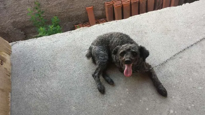 Cachorro raça podool idade 2 anos nome tobe