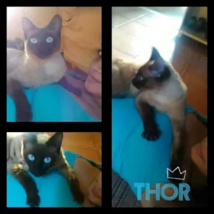 Gato raça Siamês idade 1 ano nome Thor