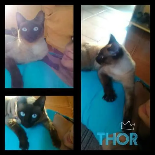 Gato ra a Siamês idade 1 ano nome Thor