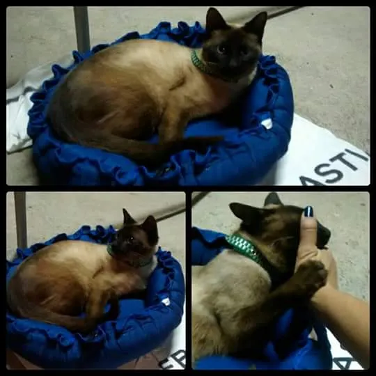 Gato ra a Siamês idade 1 ano nome Thor