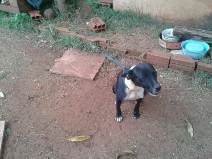 Cachorro ra a linda idade 1 ano nome escolhe