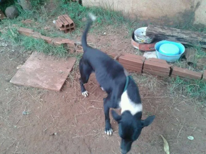 Cachorro ra a linda idade 1 ano nome escolhe