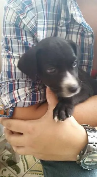 Cachorro ra a SRD idade Abaixo de 2 meses nome Filhote