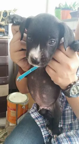 Cachorro ra a SRD idade Abaixo de 2 meses nome Filhote