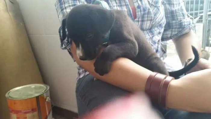 Cachorro ra a SRD idade Abaixo de 2 meses nome Filhote