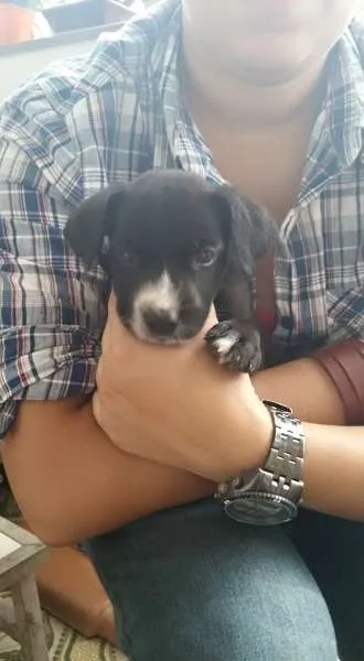 Cachorro ra a SRD idade Abaixo de 2 meses nome Filhote