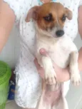 Bebe