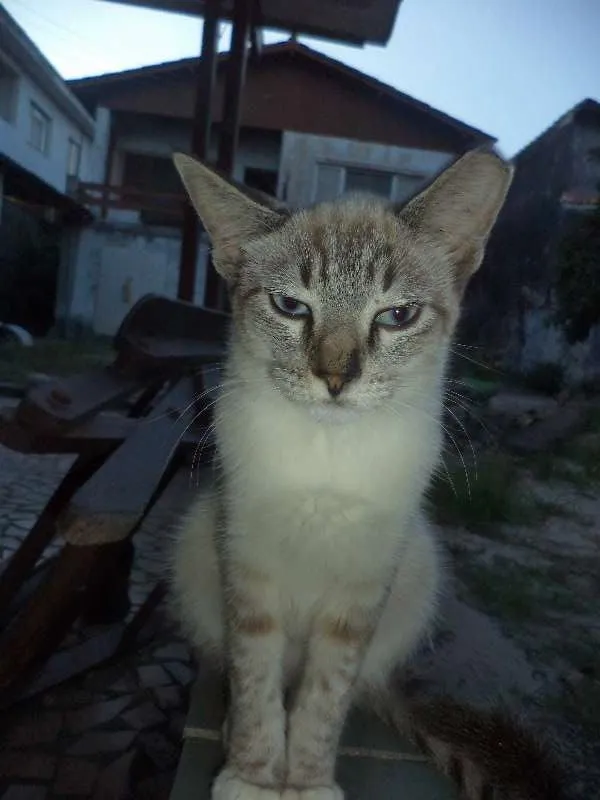 Gato ra a SRD idade 7 a 11 meses nome Clara