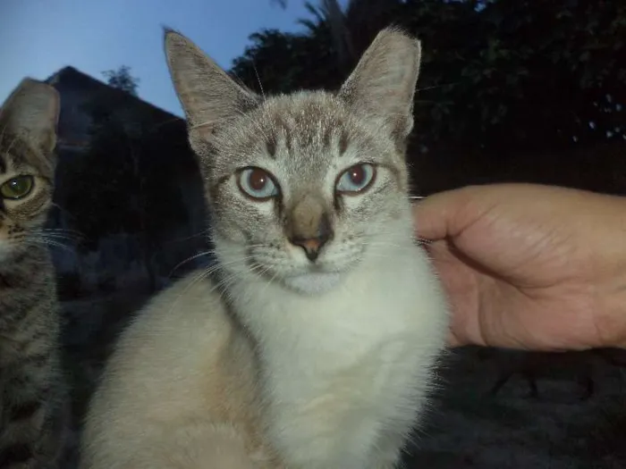 Gato ra a SRD idade 7 a 11 meses nome Clara