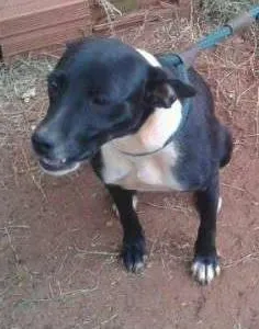 Cachorro raça linda idade 1 ano nome escolhe