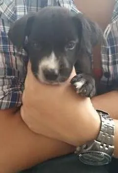 Cachorro raça SRD idade Abaixo de 2 meses nome Filhote