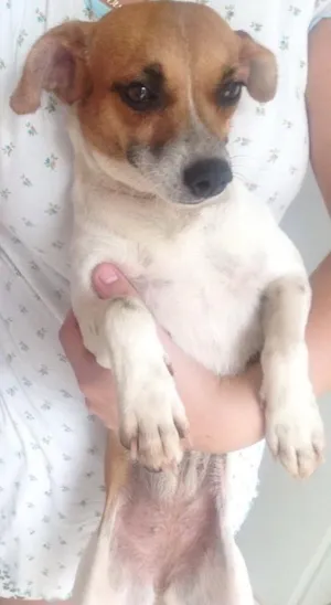 Cachorro raça SRD  idade 2 anos nome Bebe 