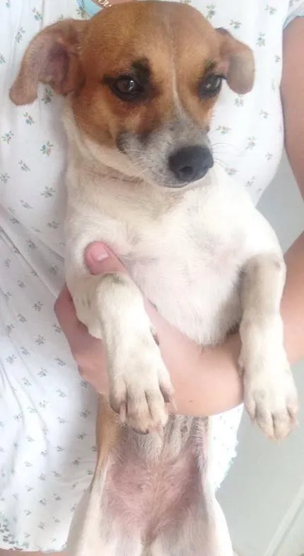 Cachorro ra a SRD  idade 2 anos nome Bebe 