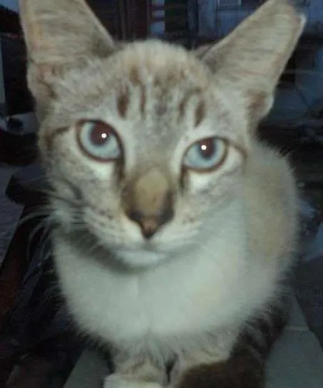 Gato ra a SRD idade 7 a 11 meses nome Clara