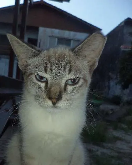 Gato ra a SRD idade 7 a 11 meses nome Clara