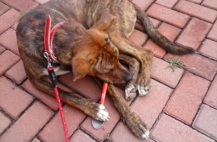Cachorro ra a SRD idade 7 a 11 meses nome Tigrão