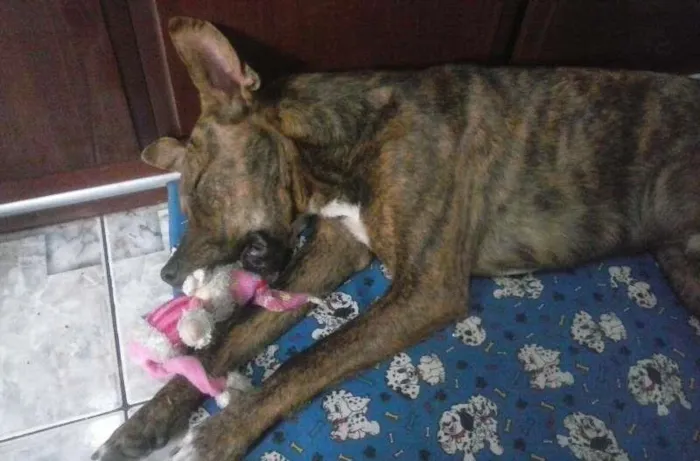 Cachorro ra a SRD idade 7 a 11 meses nome Tigrão