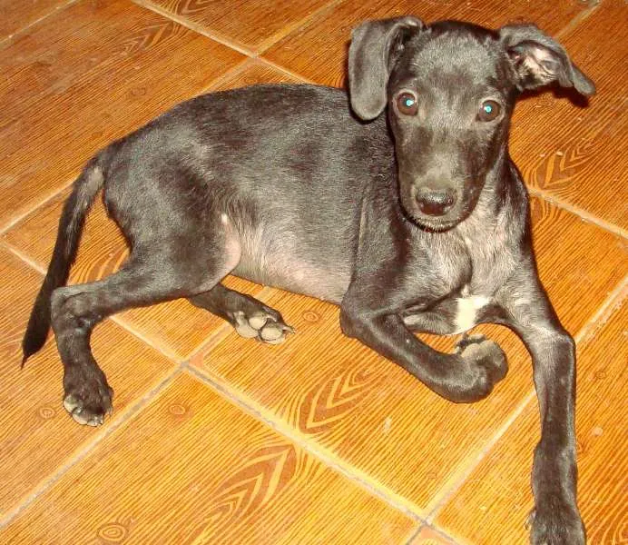 Cachorro raça SRD idade 2 a 6 meses nome Fiuki