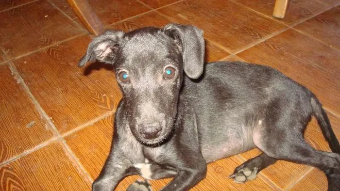 Cachorro raça SRD idade 2 a 6 meses nome Fiuki