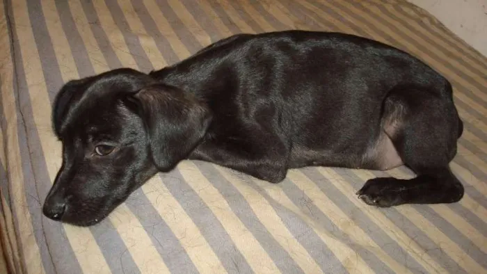 Cachorro raça SRD idade 2 a 6 meses nome Fiuki