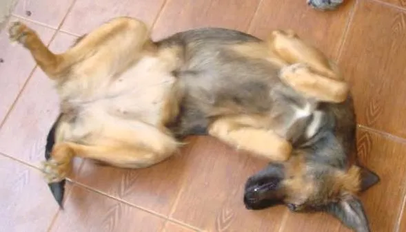 Cachorro raça SRD idade 7 a 11 meses nome Pedrita