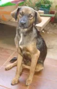 Pedrita