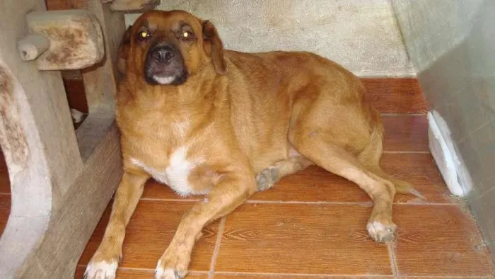 Cachorro raça SRD idade 4 anos nome Caramelo