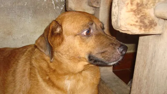 Cachorro raça SRD idade 4 anos nome Caramelo