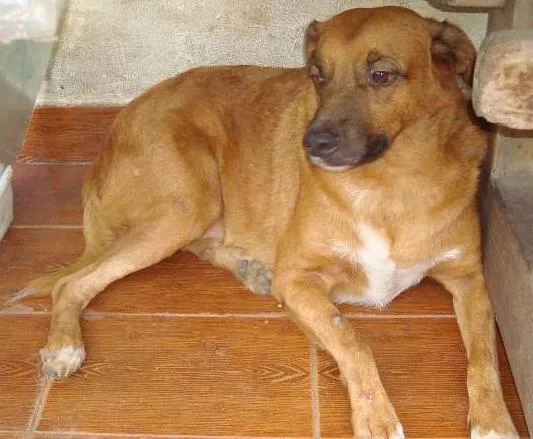 Cachorro raça SRD idade 4 anos nome Caramelo
