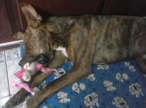 Cachorro raça SRD idade 7 a 11 meses nome Tigrão
