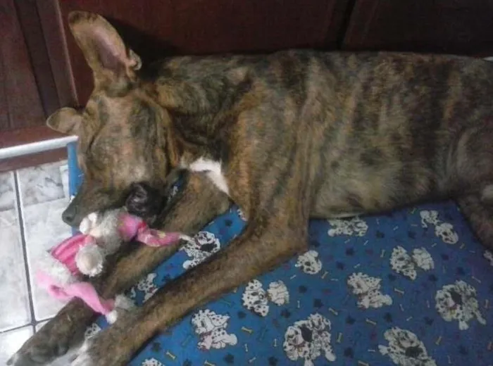 Cachorro ra a SRD idade 7 a 11 meses nome Tigrão