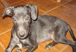 Cachorro raça SRD idade 2 a 6 meses nome Fiuki